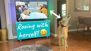 Greyhounds React to Their Own Rooing Video