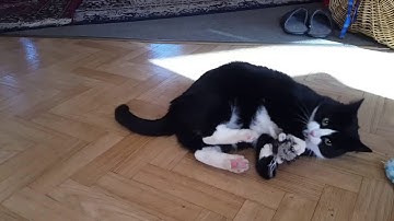 Tuxedo cat CRAZY on catnip!