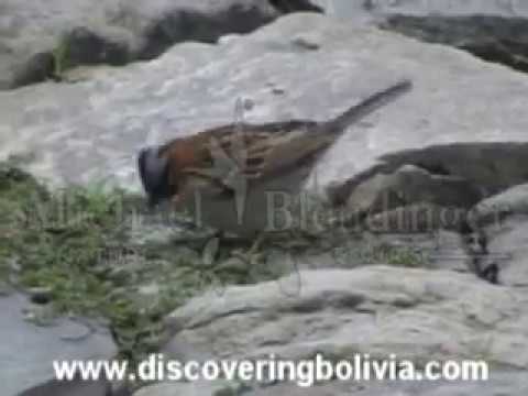 Birds of the backyards, Bolivia. Rufous-collared S...