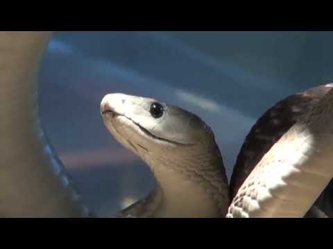 Black Mamba | The Reptile Zoo