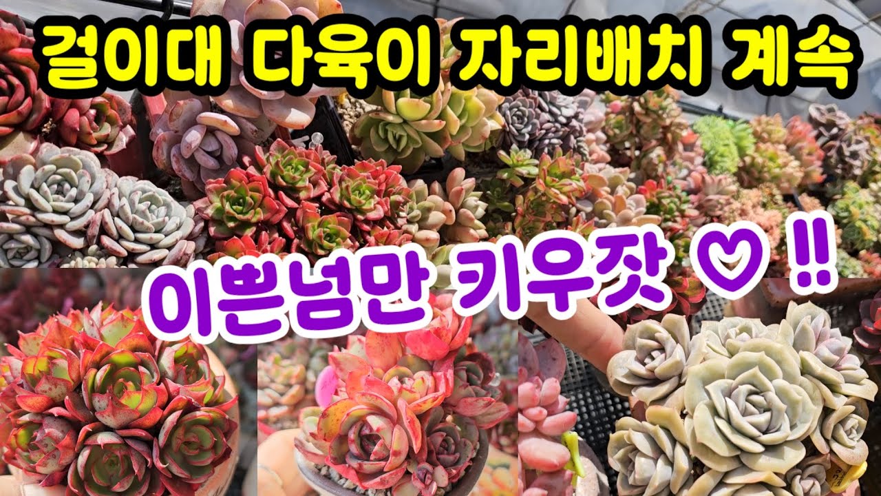걸이대 다육이 자리 배치 이쁘고 쉽고 착한 다육이들만 ? 키워보까~ㅋㅋ 😆적응훈련도 계속 😂