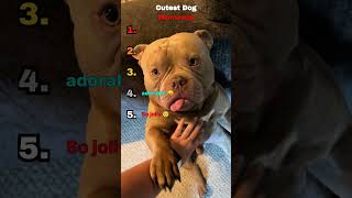 Cutest Dog Moments