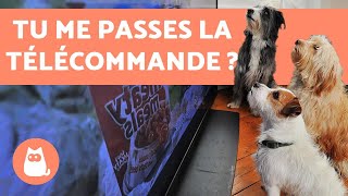 Les CHIENS peuvent-ils regarder la télévision?  Découvrez-le !