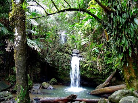 Sonidos de Puerto Rico | El Yunque Vol. 1
