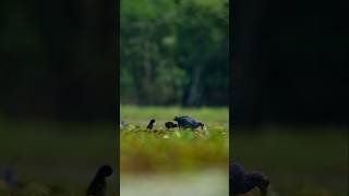Mother Bird Feeding Chick | Nature Shorts #birds #nature