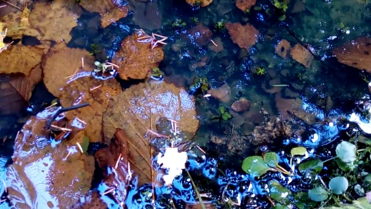 Mud in the puddle. Forest