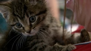 KCRA Sacramento Animal Shelter Kittens 10pm