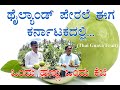 ಥೈಲ್ಯಾಂಡ್ ಪೇರಳೆ ಹಣ್ಣು ಕರ್ನಾಟಕ ದಲ್ಲಿ  Thailand Guava Fruit