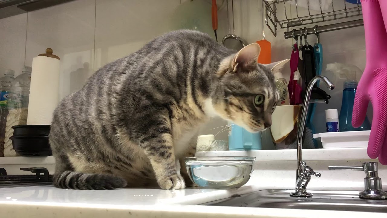 Gray Cat drinking water(물마시는 나비) YouTube