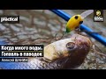 Когда много воды. Голавль в паводок. Алексей Шанин. Anglers Practical