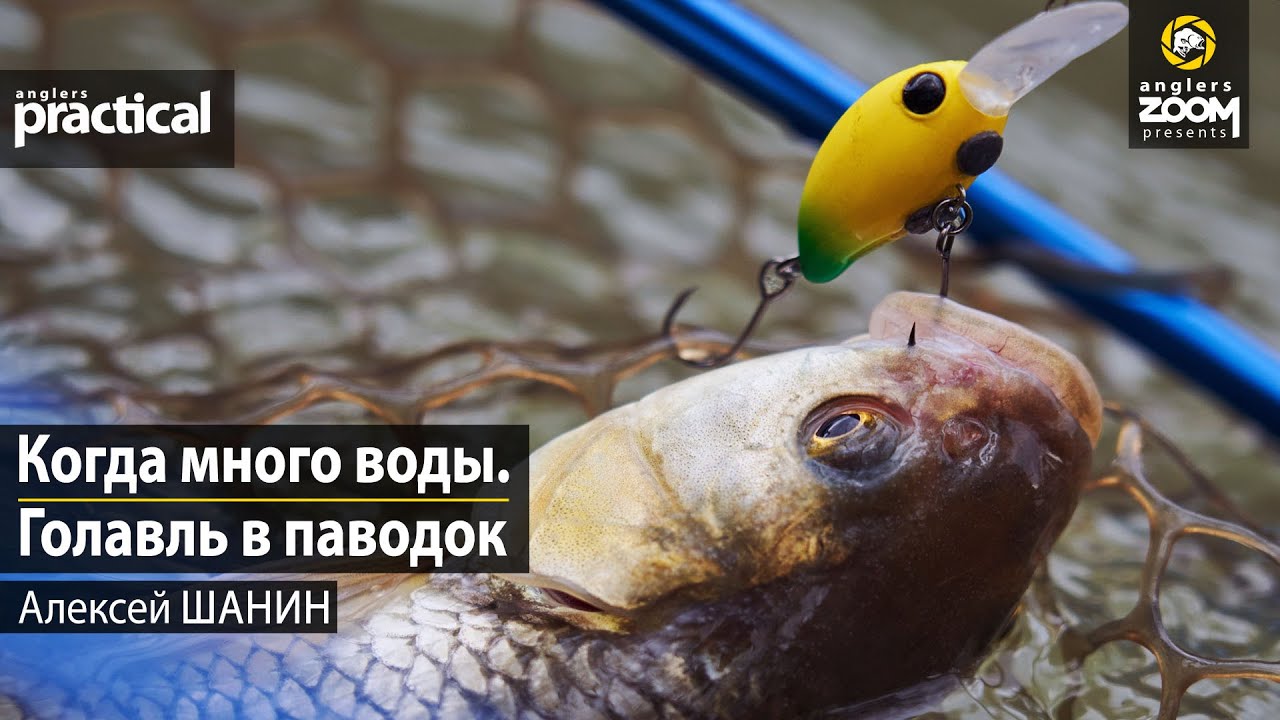 Когда много воды. Голавль в паводок. Алексей Шанин. Anglers Practical