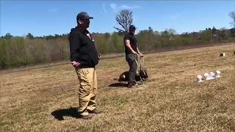 Training Footage: Scent Detection Part 2
