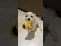 コレが毎晩お風呂に突撃する合図🐶#shorts #マルチーズ犬 #可愛い犬