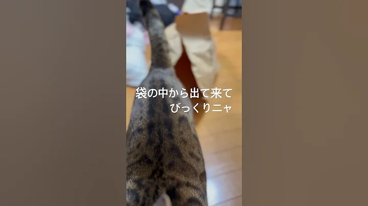 Watch the video about #cat #cats #animals #Bengal #life with cats #pets #living things