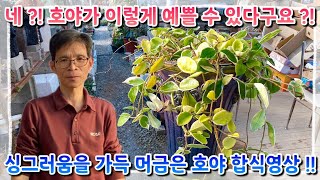 네에?! 호야가 이렇게 사랑스러운 식물이였다구요 ?! 싱그러움을 가득 머금은 호야 합식영상 !! 다들 어서 구경오세요 !!