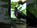 Birds in Ukraine are making nests out of drone cables