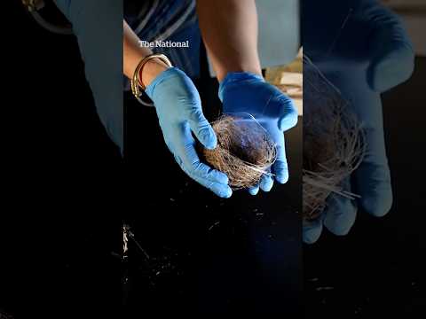 Birds in Ukraine are making nests out of drone cables
