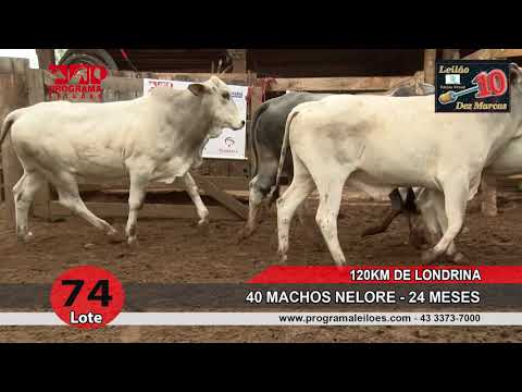 Lote 74