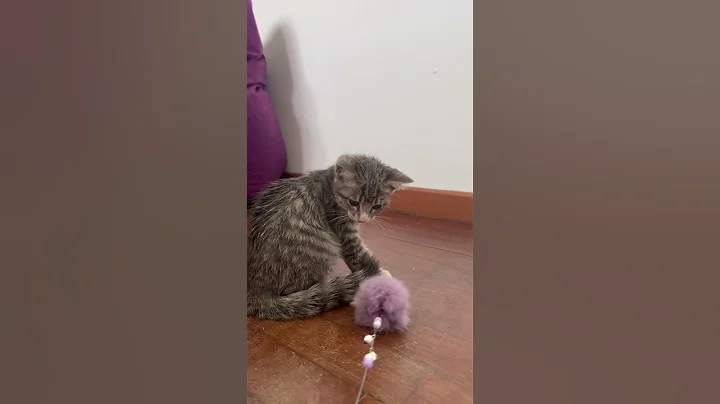 Video 6915371: rescue kitten, kitten eating food, kittens domestic, kitten adoption, haired kitten, meow