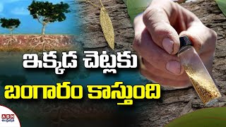 ఇక్కడ చెట్లకు బంగారం కాస్తుంది | Gold Grows On Eucalyptus Trees | Something Special