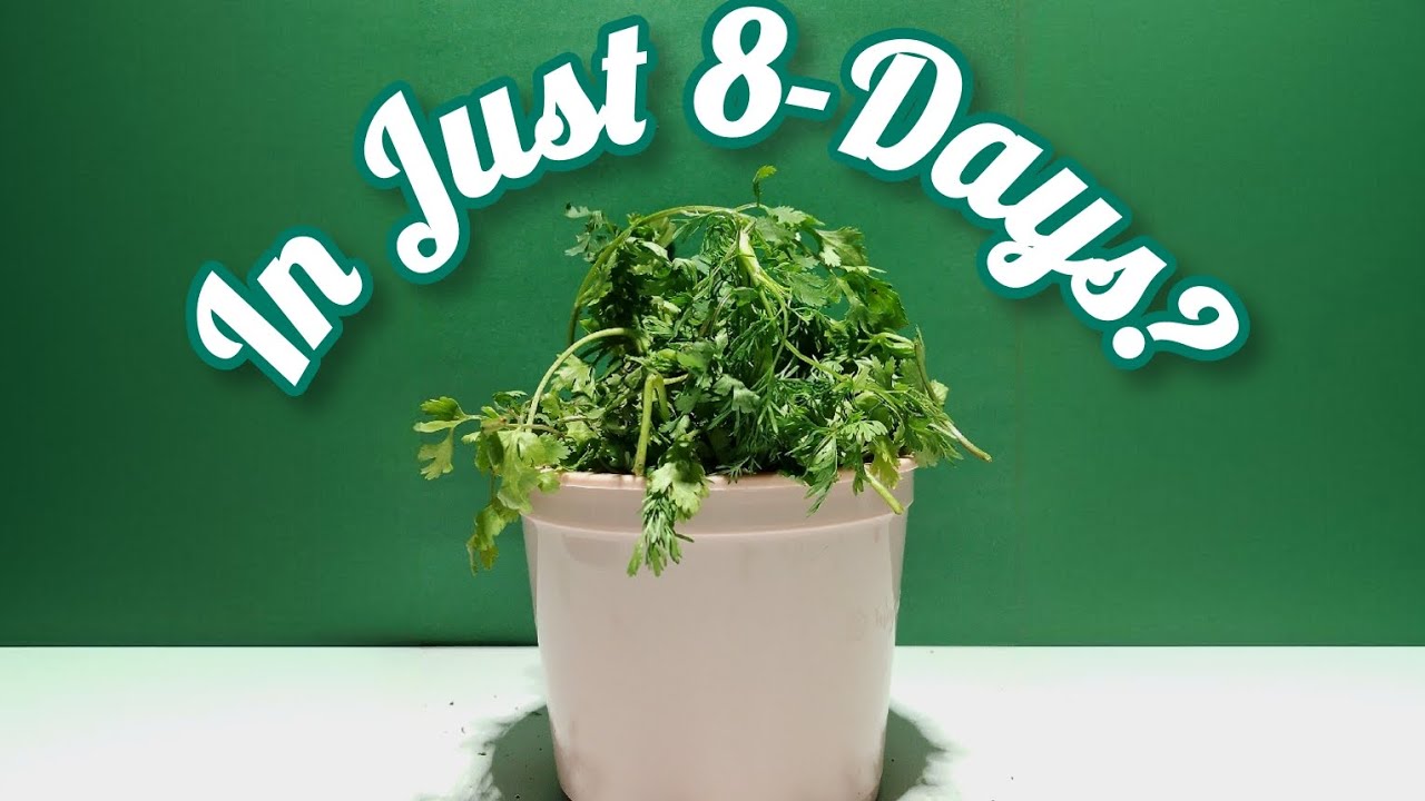 How To Grow Coriander at Home in Just 8 Days | Fastest Coriander Growing Method Ever 🌿