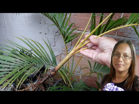 PALMEIRA  ARECA-BAMBU,  SAIBA COMO RETIRAR UMA MUDA.