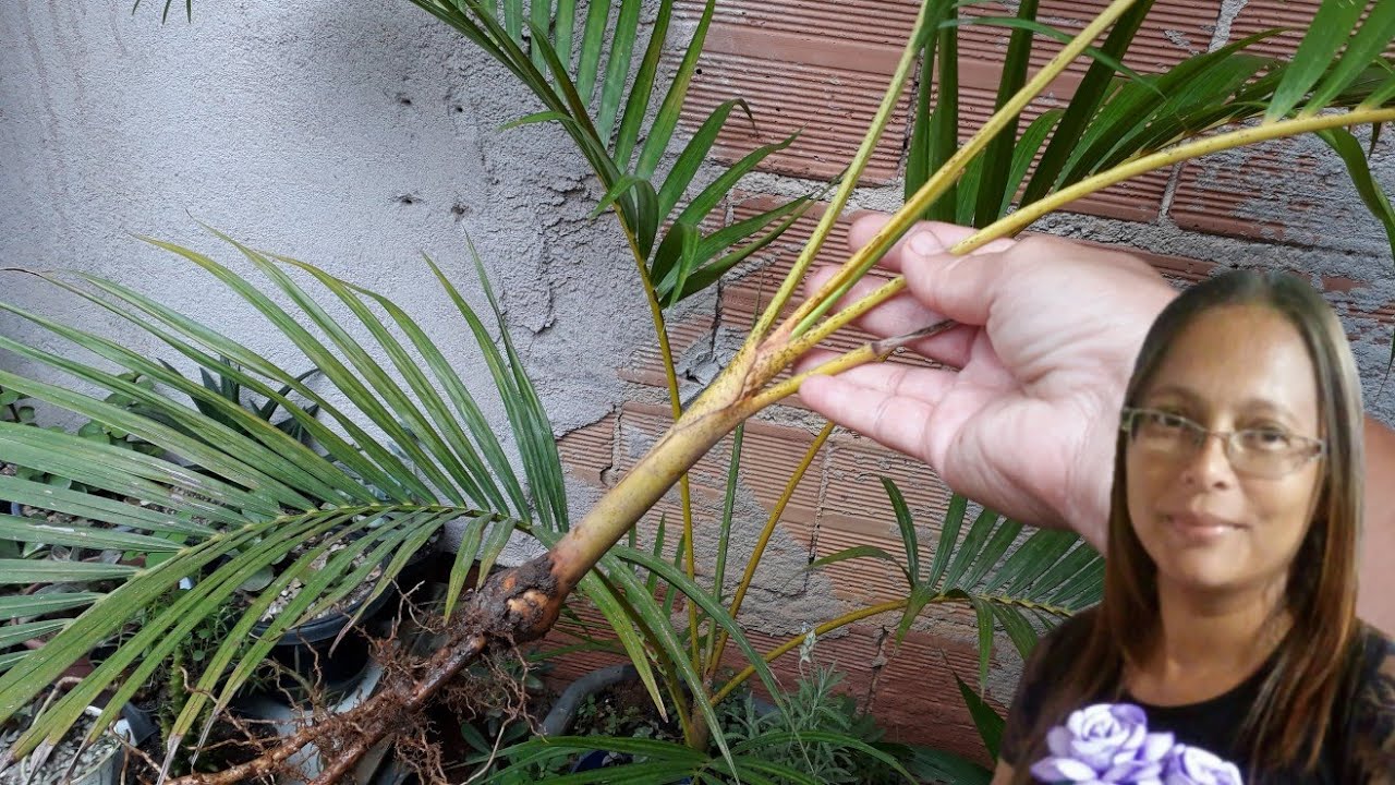 PALMEIRA  ARECA-BAMBU,  SAIBA COMO RETIRAR UMA MUDA.
