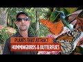 Plants that Attract Hummingbirds & Butterflies