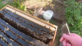 Pagden Split 14 Days Later P2