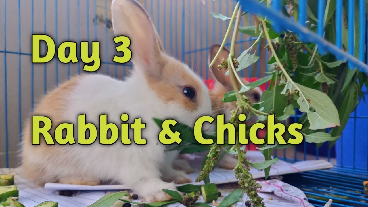 Baby Rabbit & Chicks Day 3 playful activities।। Rabbit And Chicks ...