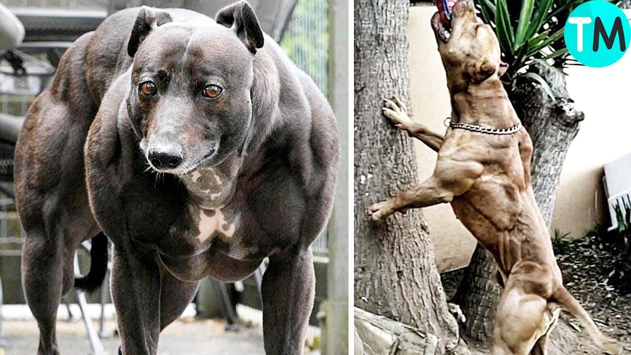 LOS 10 PERROS MÁS MUSCULOSOS Del Mundo 