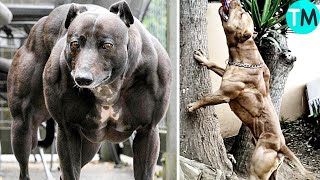 LOS 10 PERROS MÁS MUSCULOSOS Del Mundo