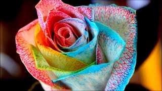 Szivárvány színű rózsa készítése házilag.Hand made rainbow rose.Time lapse.