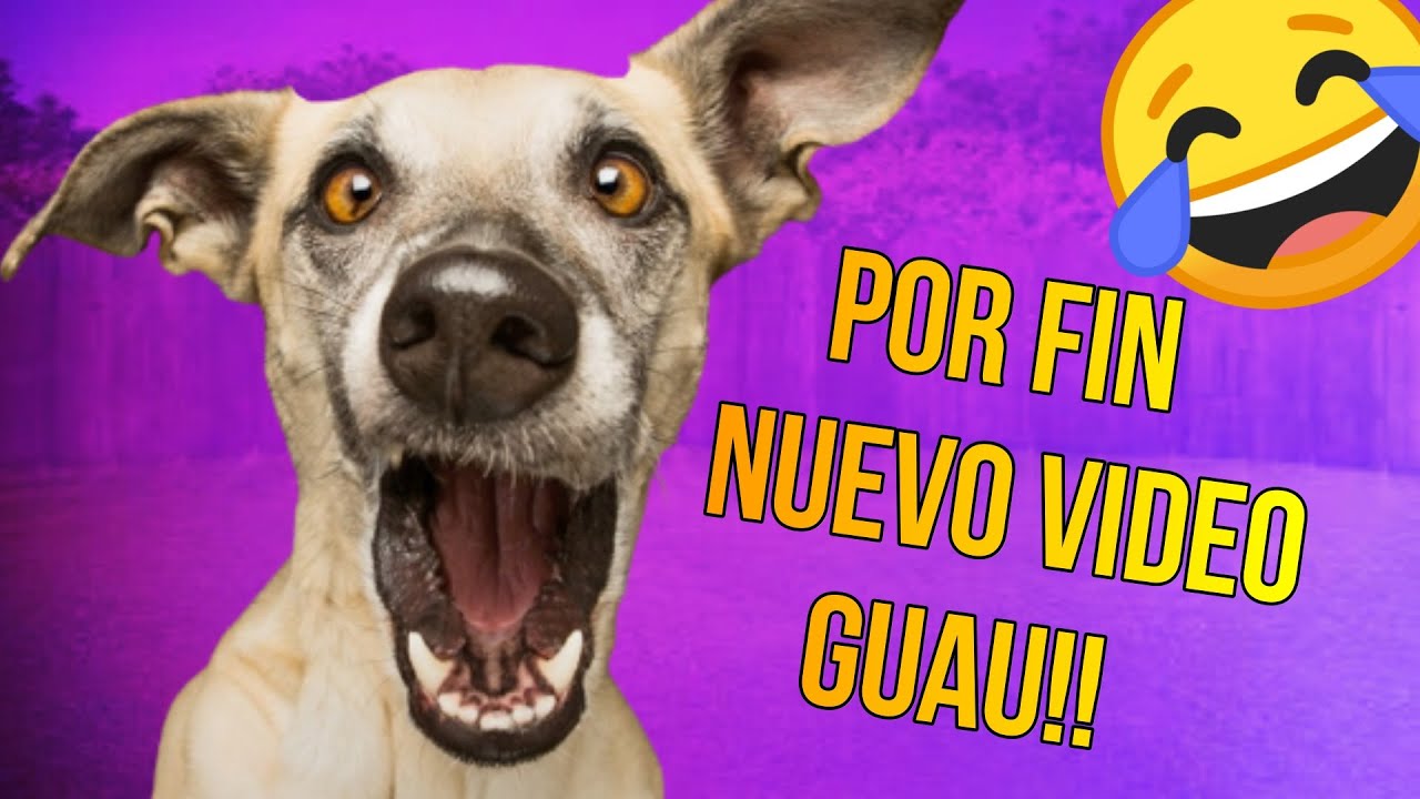Videos Graciosos Divertidos de Animales de Risa/Gatos y Perros/Funny ...