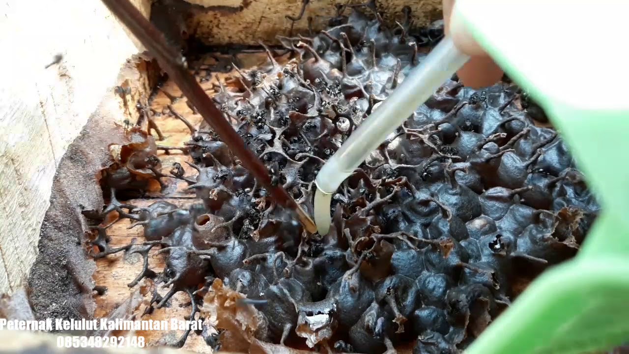 Lebahtrigona Infolebah Trigona Lebahtrigona Infolebah Trigona