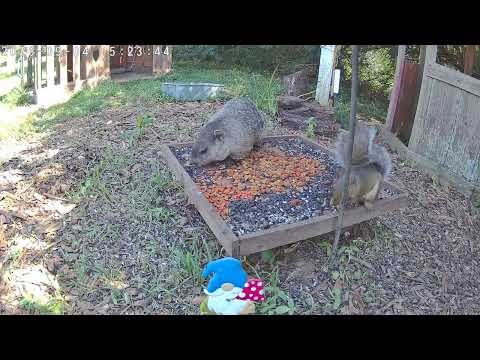 Groundhog and Squirrel eating sunflower seeds on very hot day