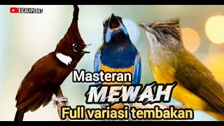 MASTERAN MEWAH  FULL VARIASI TEMBAKAN cungkok vs jenggot vs cililin  100% ampuh