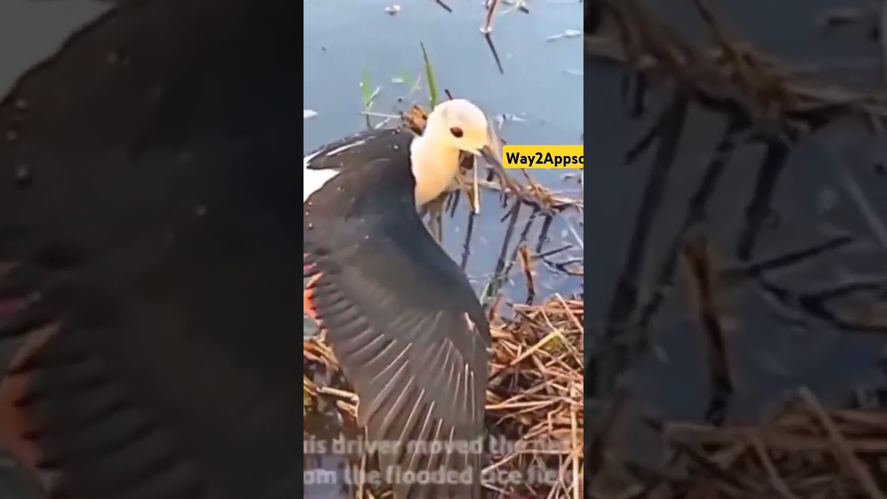 Mother has the courage to protect the babies 