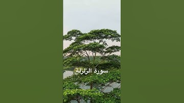 سورة الزلزلة ، تلاوة الشيخ ممدوح عامر