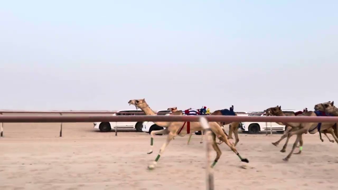 الشوط الخامس 