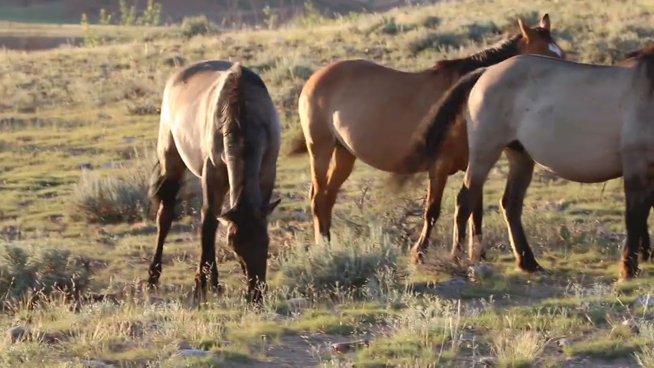 Pryor Mountains wild horses (Dryhead Herd)