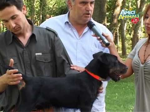 Video: Come Allevare Un Jagdterrier