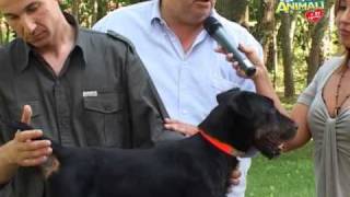 Il deusche jagd terrier (prima parte) - "Amici animali - la tv a 4 zampe" (a cura di Rose Ricaldi)