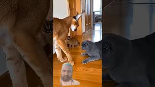 Httpsyoutubecomshortsuzdtmiuus4sig57bba2l5x3yyakb