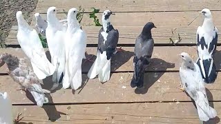 Голуби Армена город Орёл. Pigeons of Armen, the city of Orel.