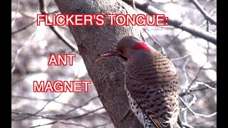 Flicker Eating Ants [NARRATED]