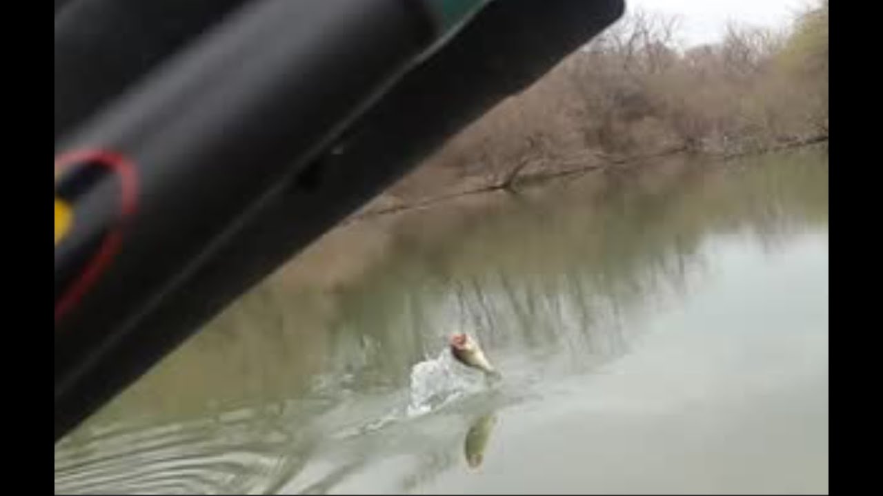 Cibolo Creek Bass Fishing (3 Plus Pounders)