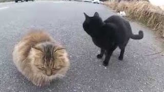 駐車場の野良猫、黒子猫とフワフワ長毛と戯れる