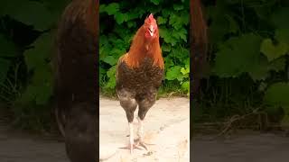 Rooster Crowing Shorts