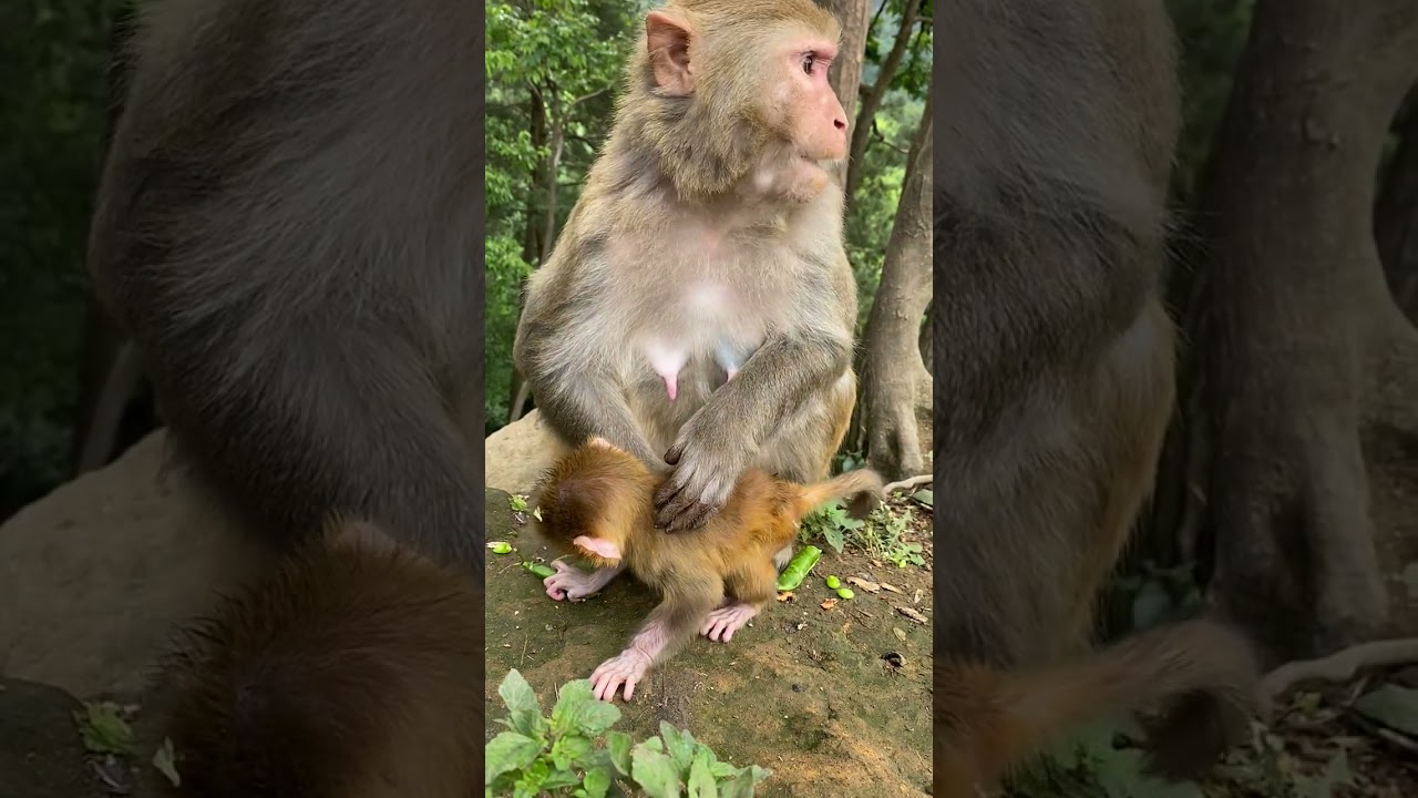 AWW MONKEY | This monkey mother is too difficult | MONKEY FUN EVERY DAY